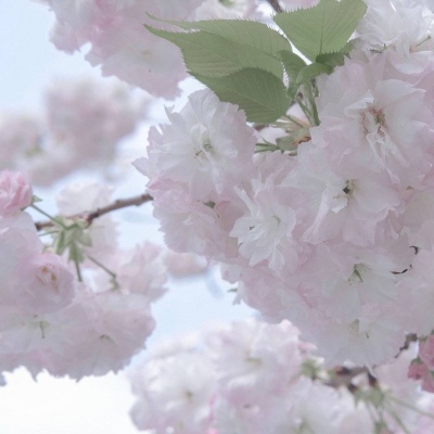 Furry二次元拟人美学福瑞交流群